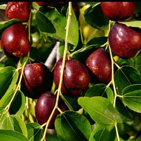 Jujube (Black Sea)