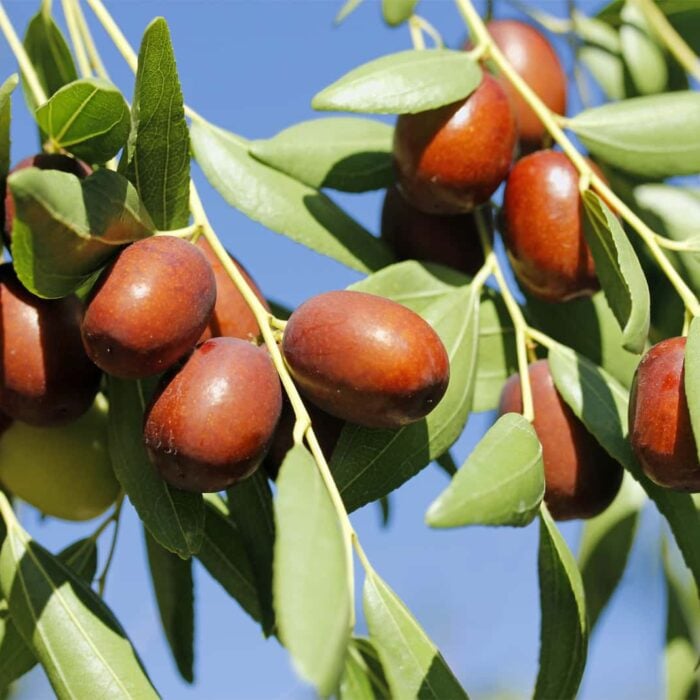 Jujube (Coco)