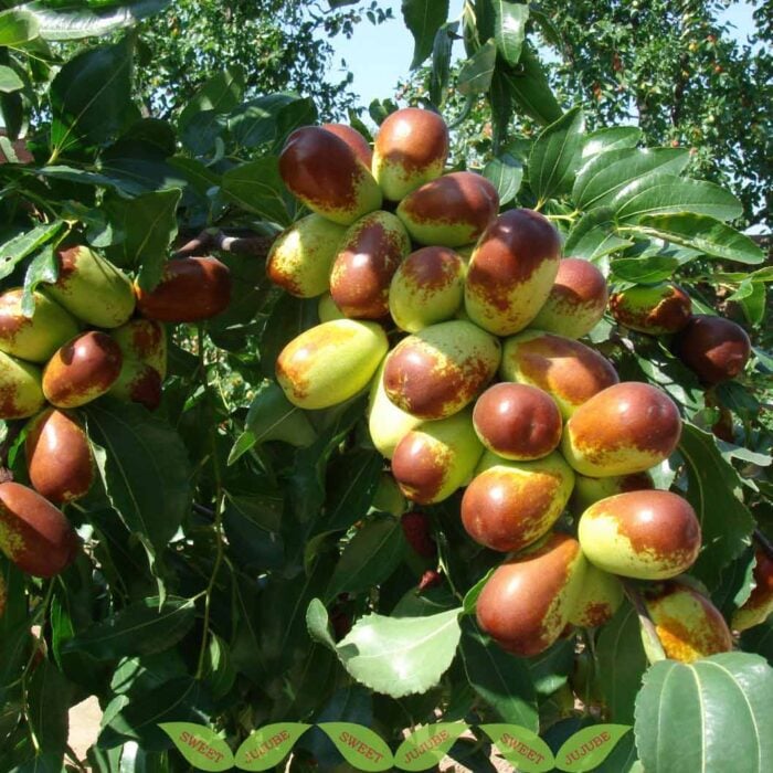 Jujube (Lang)