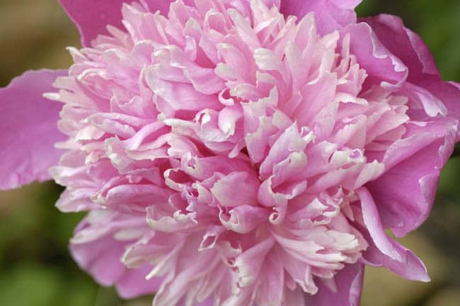 Peony (Monsieur Jules Elie)