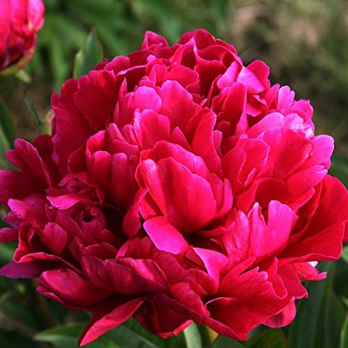 Peony (Karl Rosenfield)