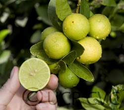 Mexican Thornless Key Lime