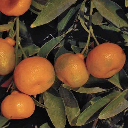 Kishu Mandarin