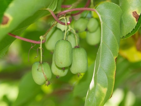 Hardy Kiwi (Cordifolia)