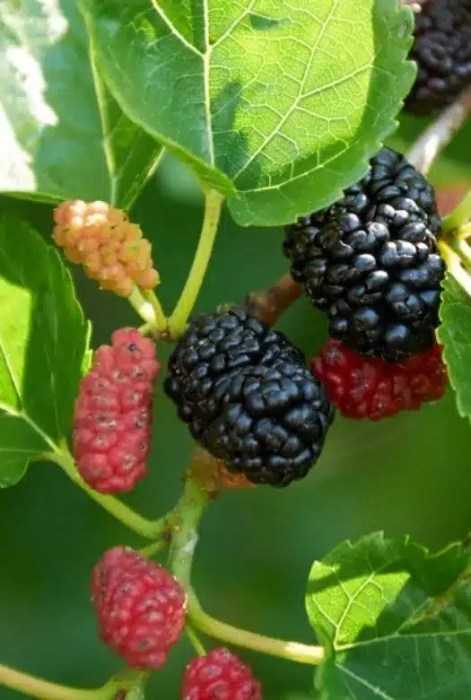 Mulberry (Kokuso)
