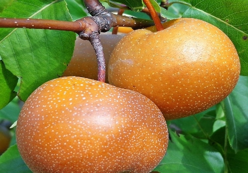 3 in 1 Combination Asian Pear Tree