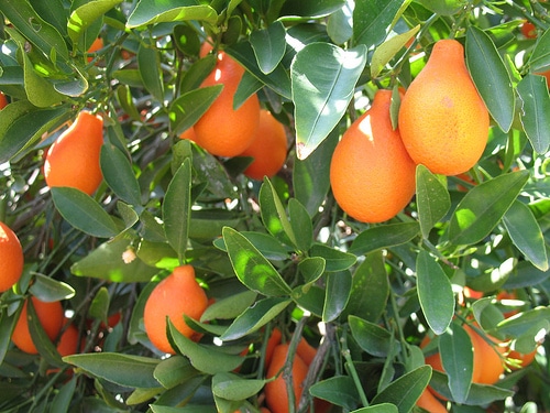 Kumquat (Indio Mandarinquat)