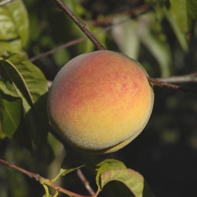 Peach Tree (Landt)