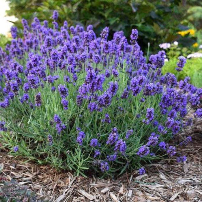 Lavender (Phenomenal)