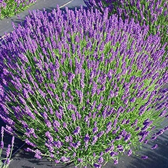 Lavender (Hidcote)