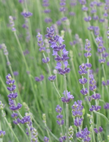 Lavender (Munstead)
