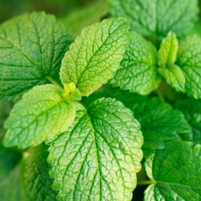 Lemon Balm