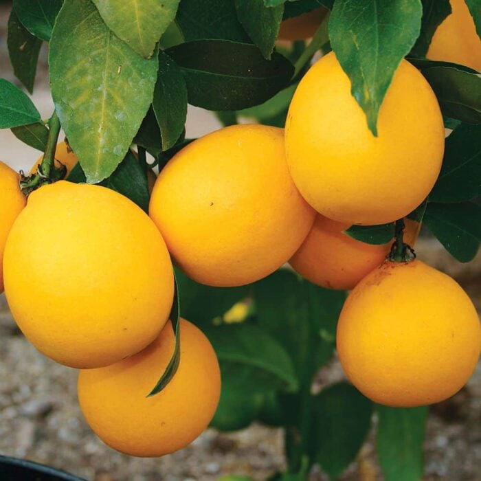Lemon (Improved Meyer's Lemon)
