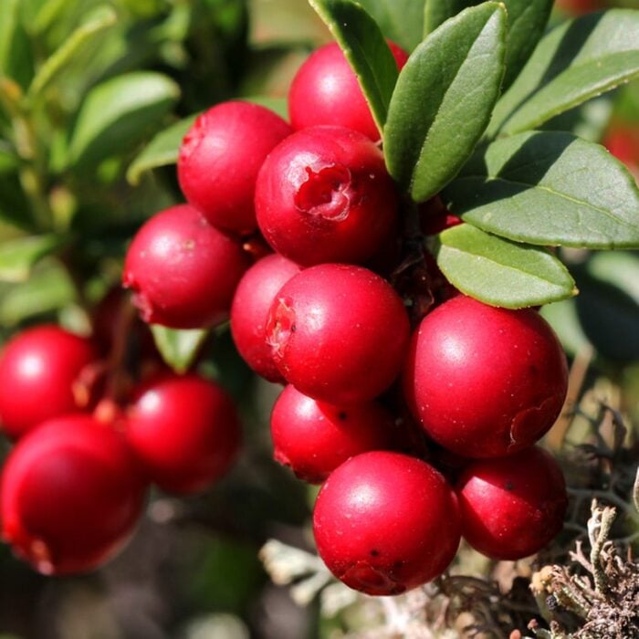 Lingonberry
