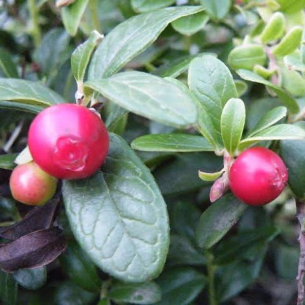 Lingonberry (Linnea)