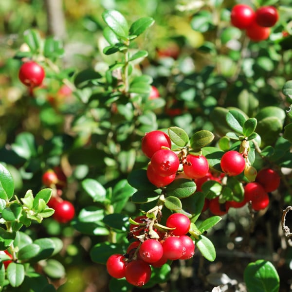 Lingonberry (Red Pearl)