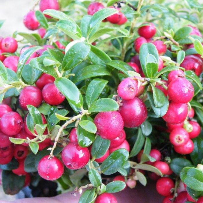 Lingonberry (Red Sunset)
