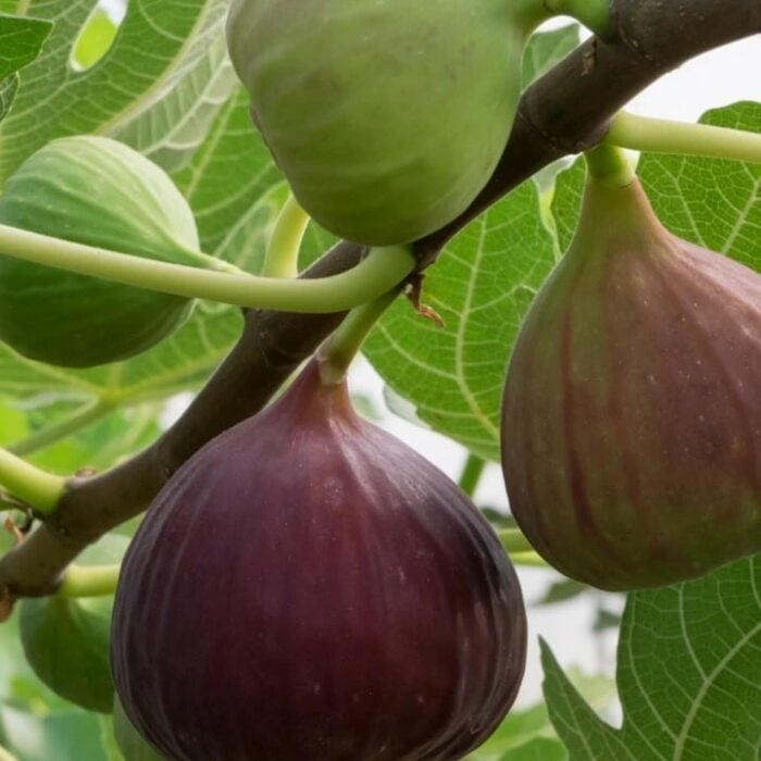 Fig Tree (Little Ruby)