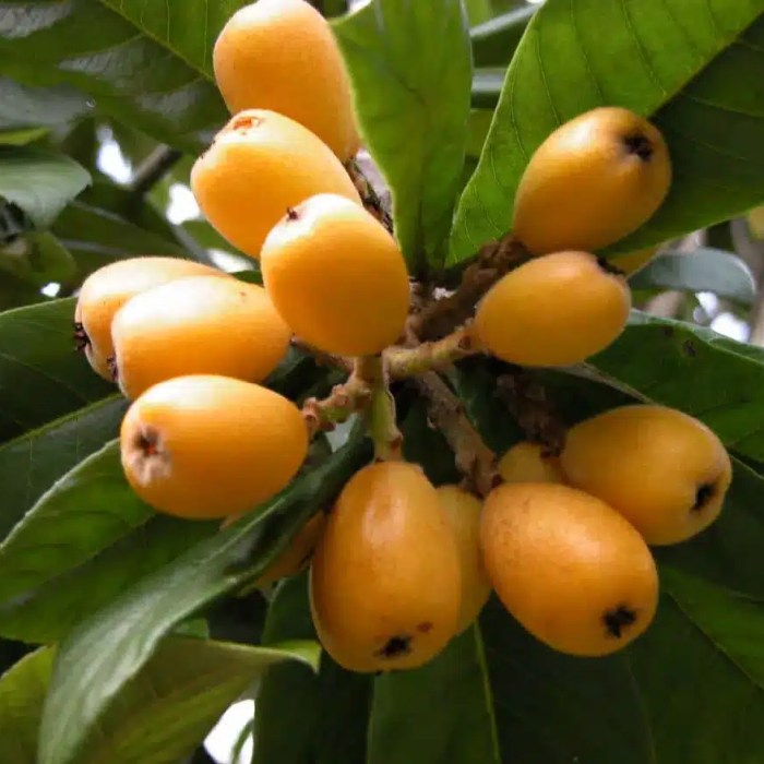 Loquat (Toni Tomaca)