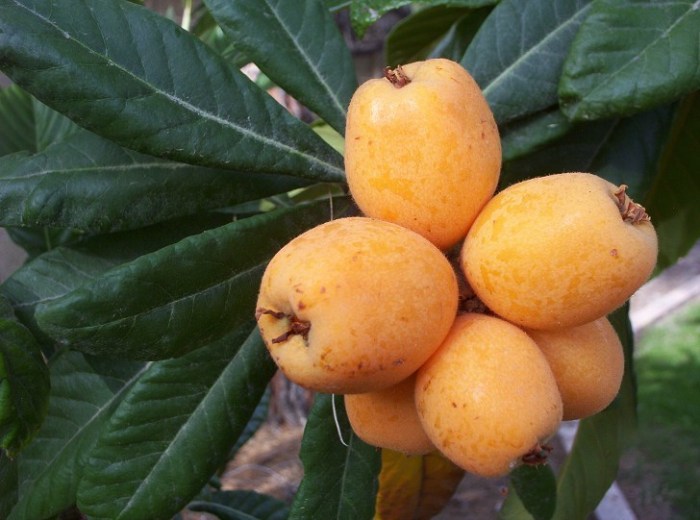 Loquat (Gold Nugget)