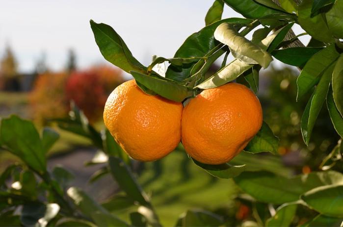 Mandarin (Owari Satsuma)