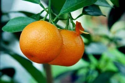 Mandarin (Clementine)