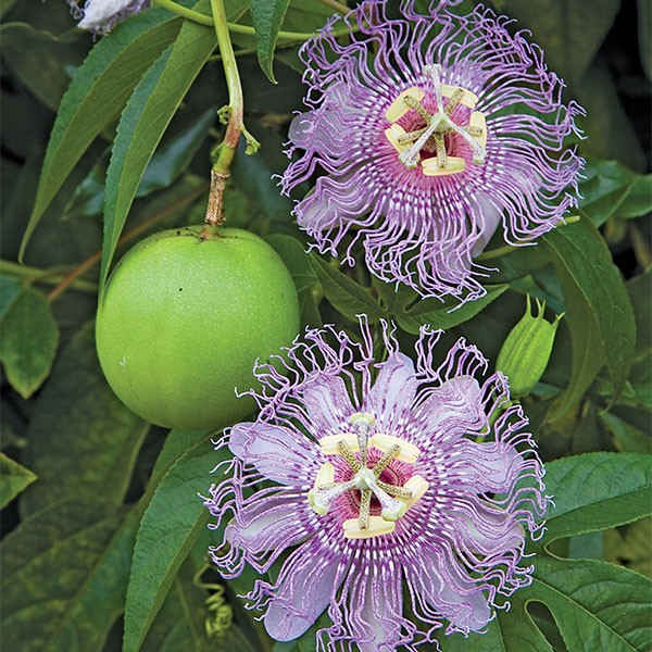 Maypop Passion Flower