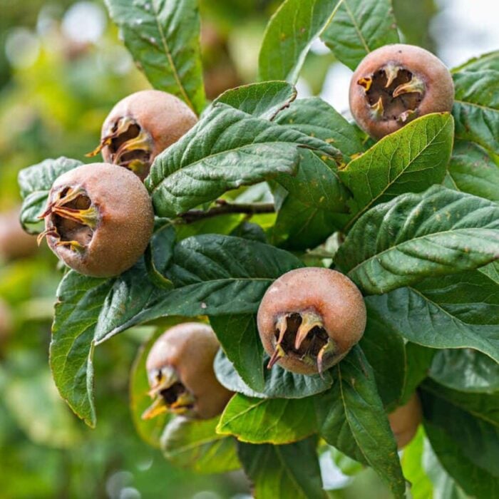 Medlar (Nefle De October)