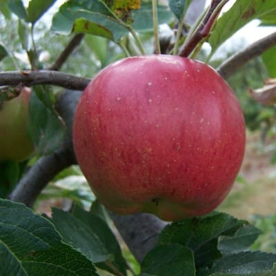 Apple Tree (Melrose)