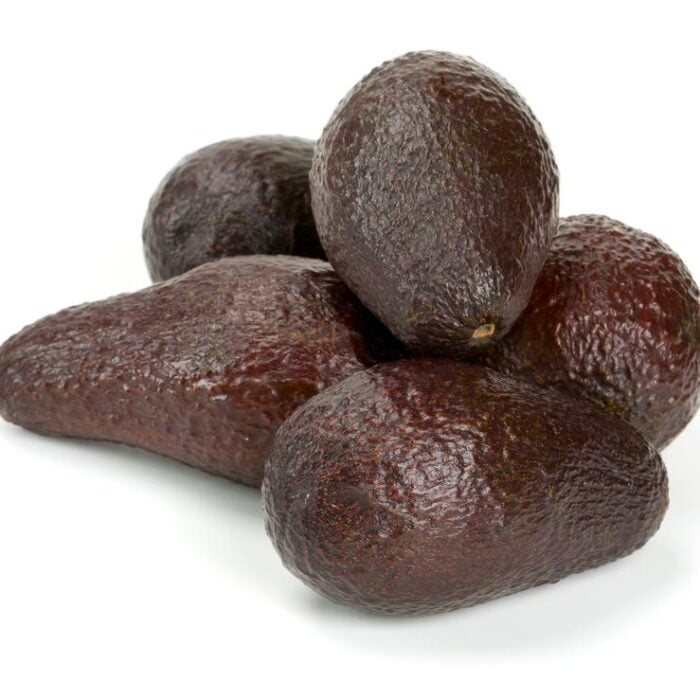 Avocado (Mexicola-Grande) - Cold Hardy Avocado