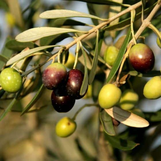 Olive Tree (Mission)