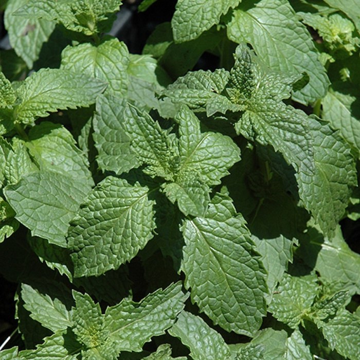 Mint (Mojito)