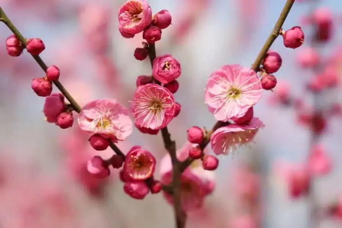 Flowering Apricot Tree (Mokel)