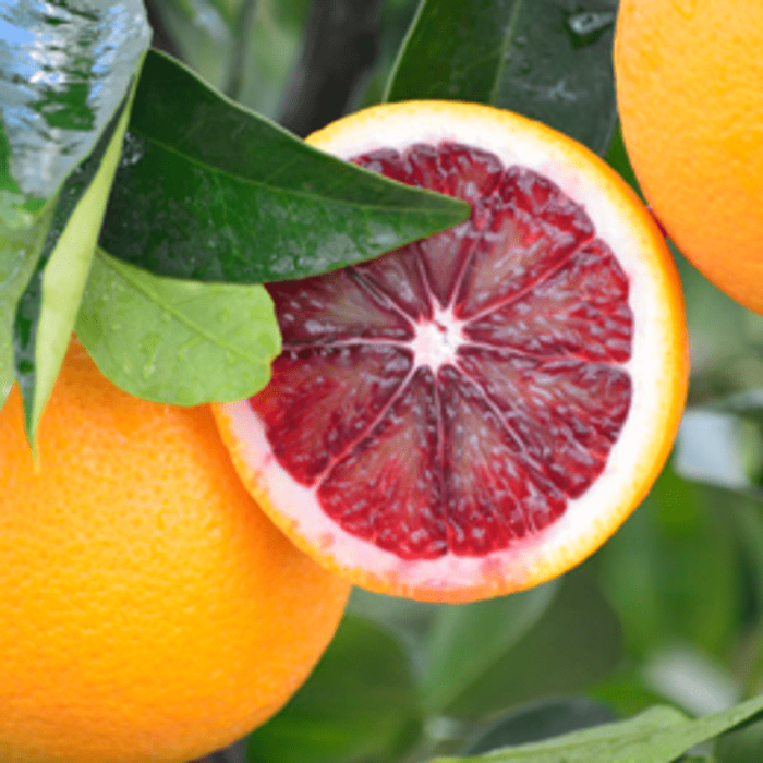 Blood Orange (Moro)