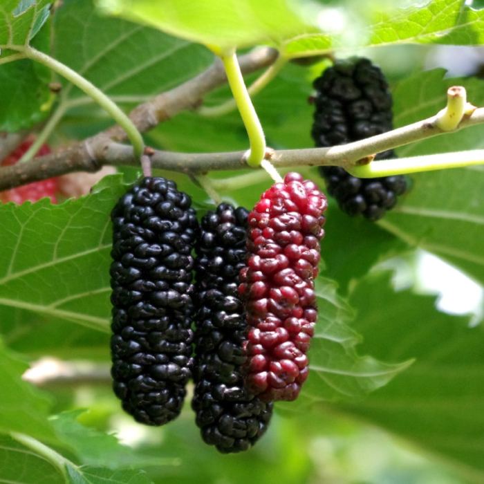 Mulberry (Contorted Mulberry)