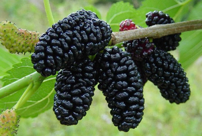 Mulberry Tree (Persian)