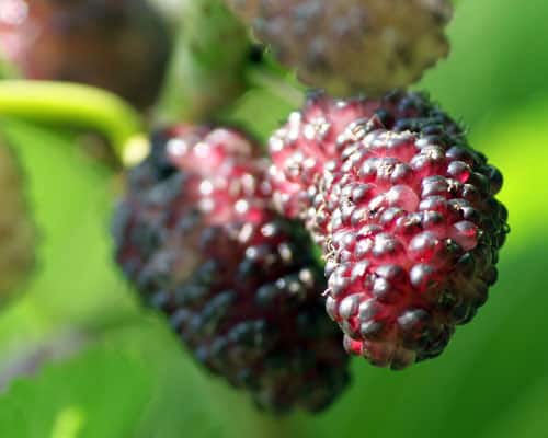 Mulberry (Persian Dwarf Everbearing)