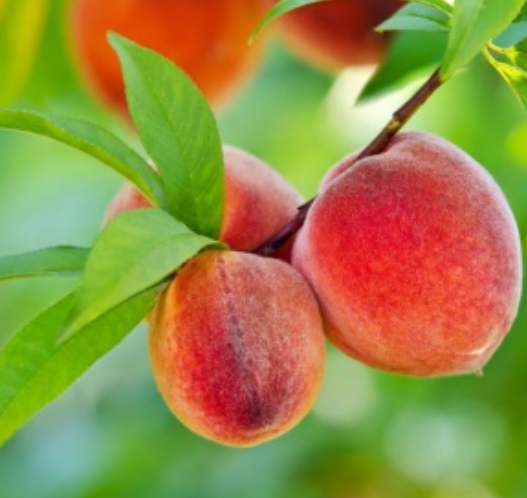 Peach Tree (Nanaimo)