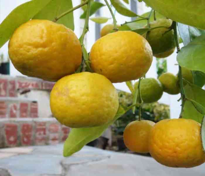 Mandarin (Nasnaran)