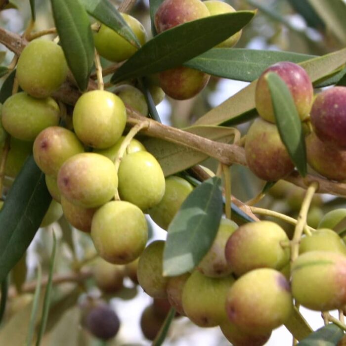 Olive Tree (Arbequina)