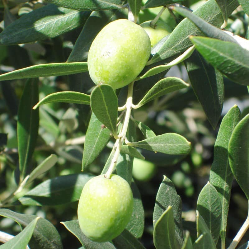 Olive Tree (Arbosana)