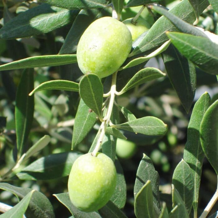 Olive Tree (Ascolana)