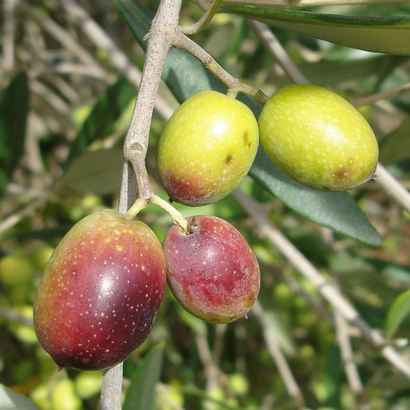 Olive Tree (Frantoio)