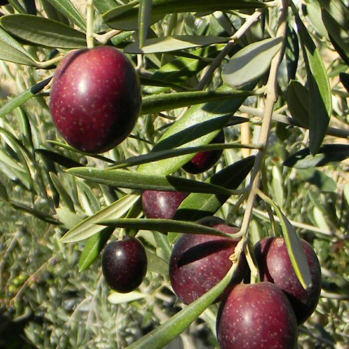 Olive Tree (Leccino)