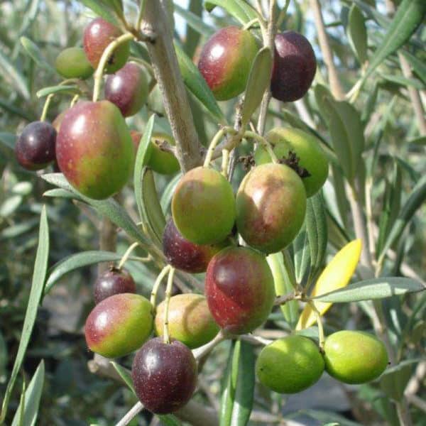 Olive Tree (Nocellara del Belice)