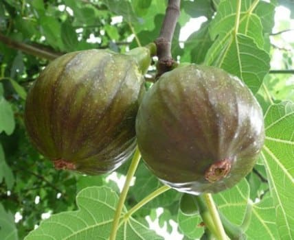 Fig Tree (Olympian)