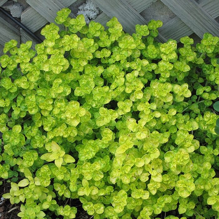 Oregano (Golden)