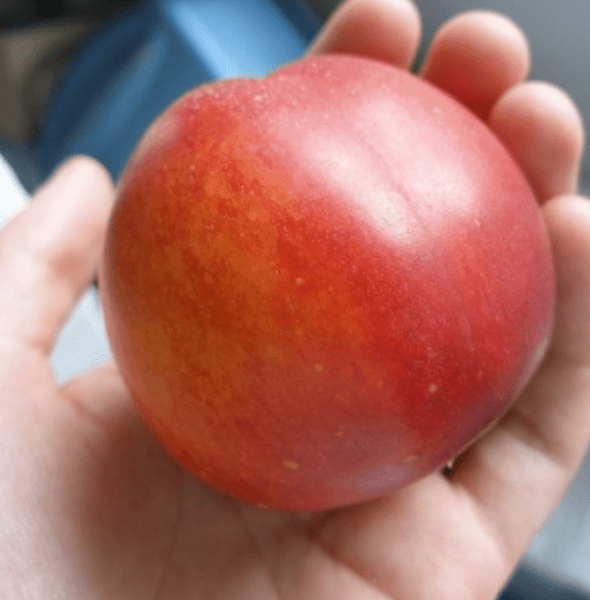 Nectarine Tree (Pacific Pride)