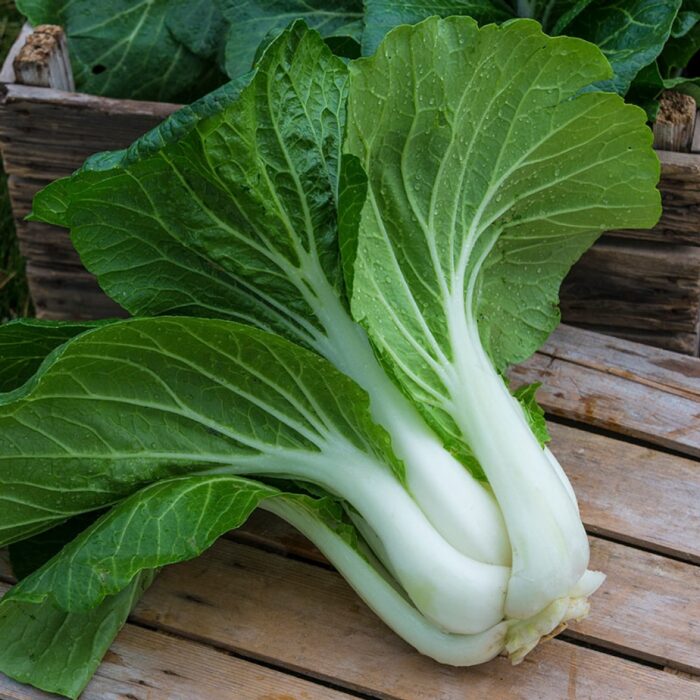 Pak Choi (Bopak)