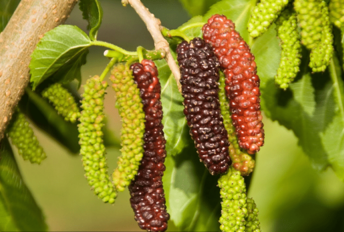 Pakistan Fruiting Mulberry